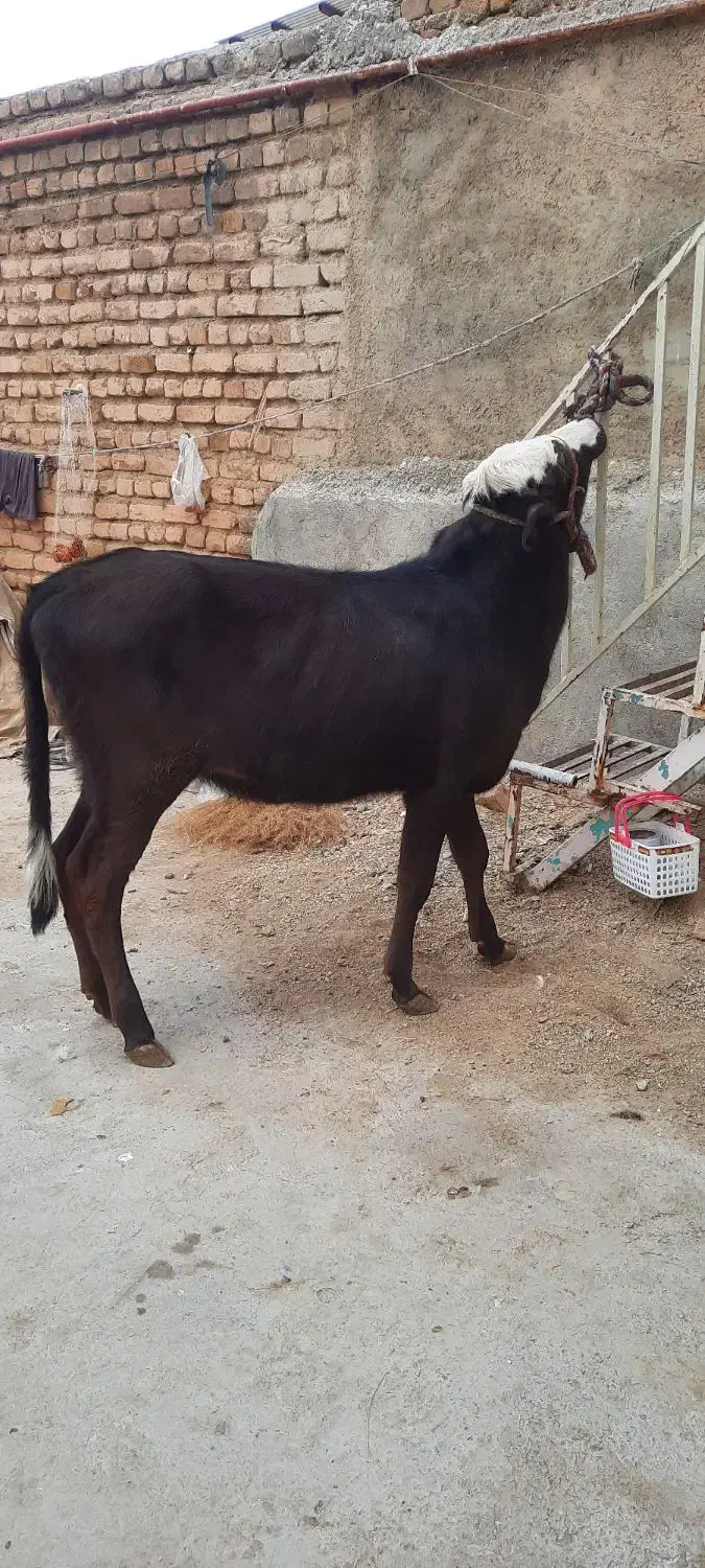 گاو قرمزگوساله ماده دورگه|حیوانات مزرعه|بروجرد, |دیوار