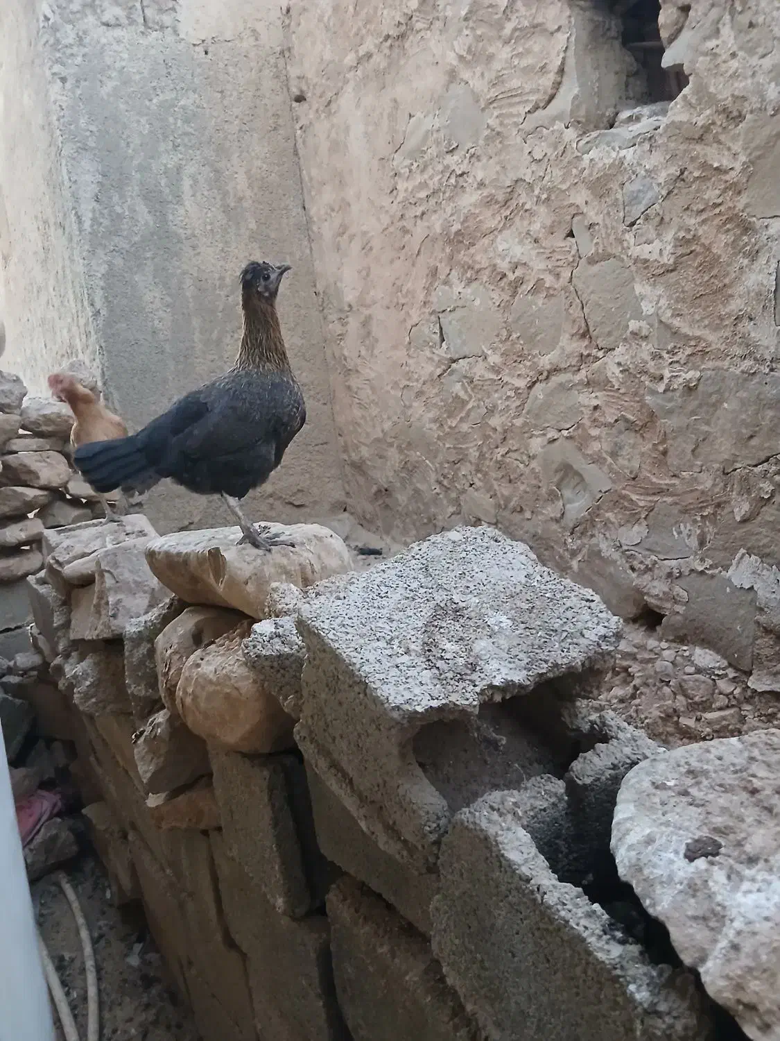 فروش چند عدد مرغ محلی|پرنده|دهدشت, |دیوار