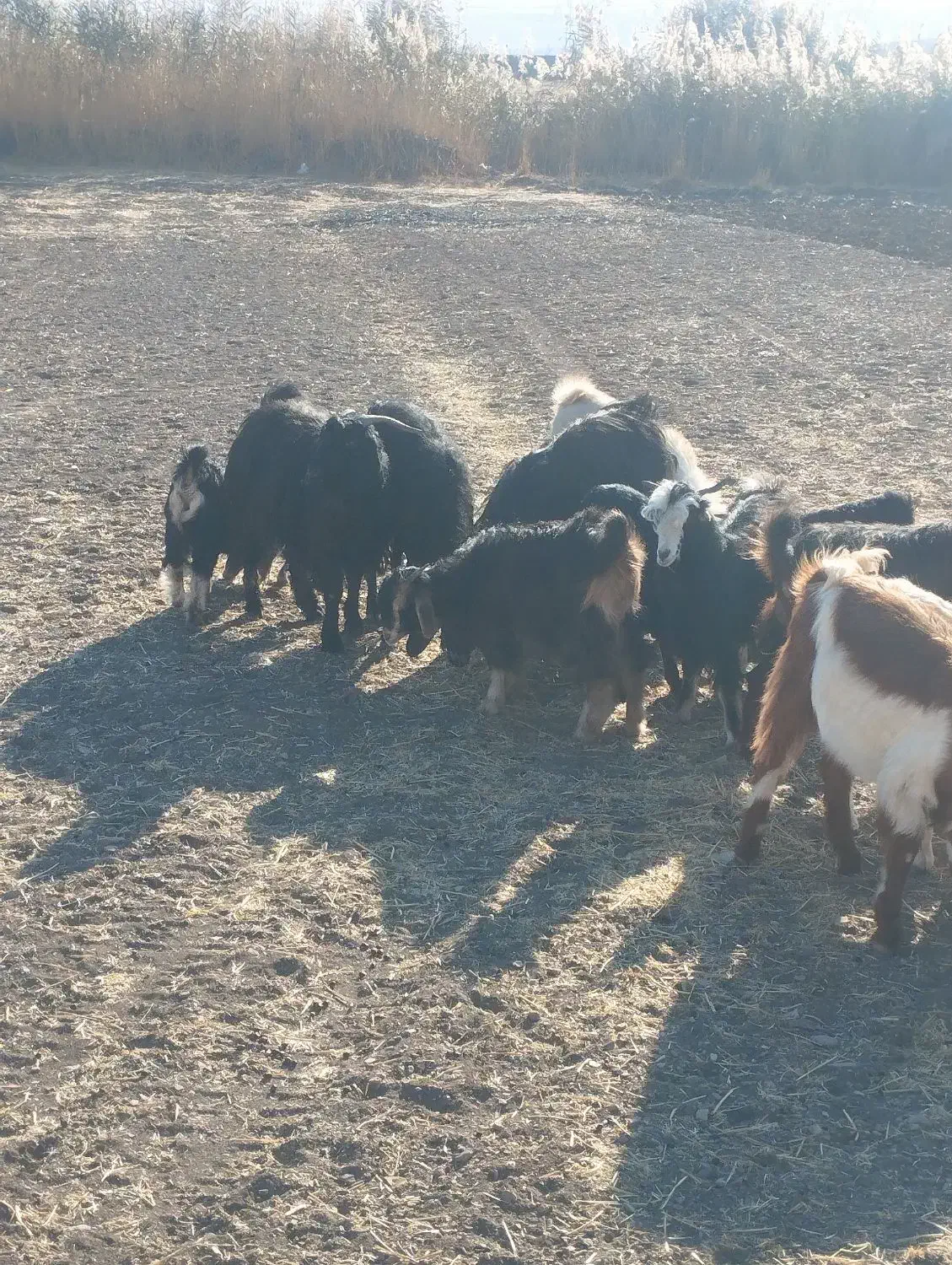 بزغاله بز میش|حیوانات مزرعه|کرمانشاه, |دیوار