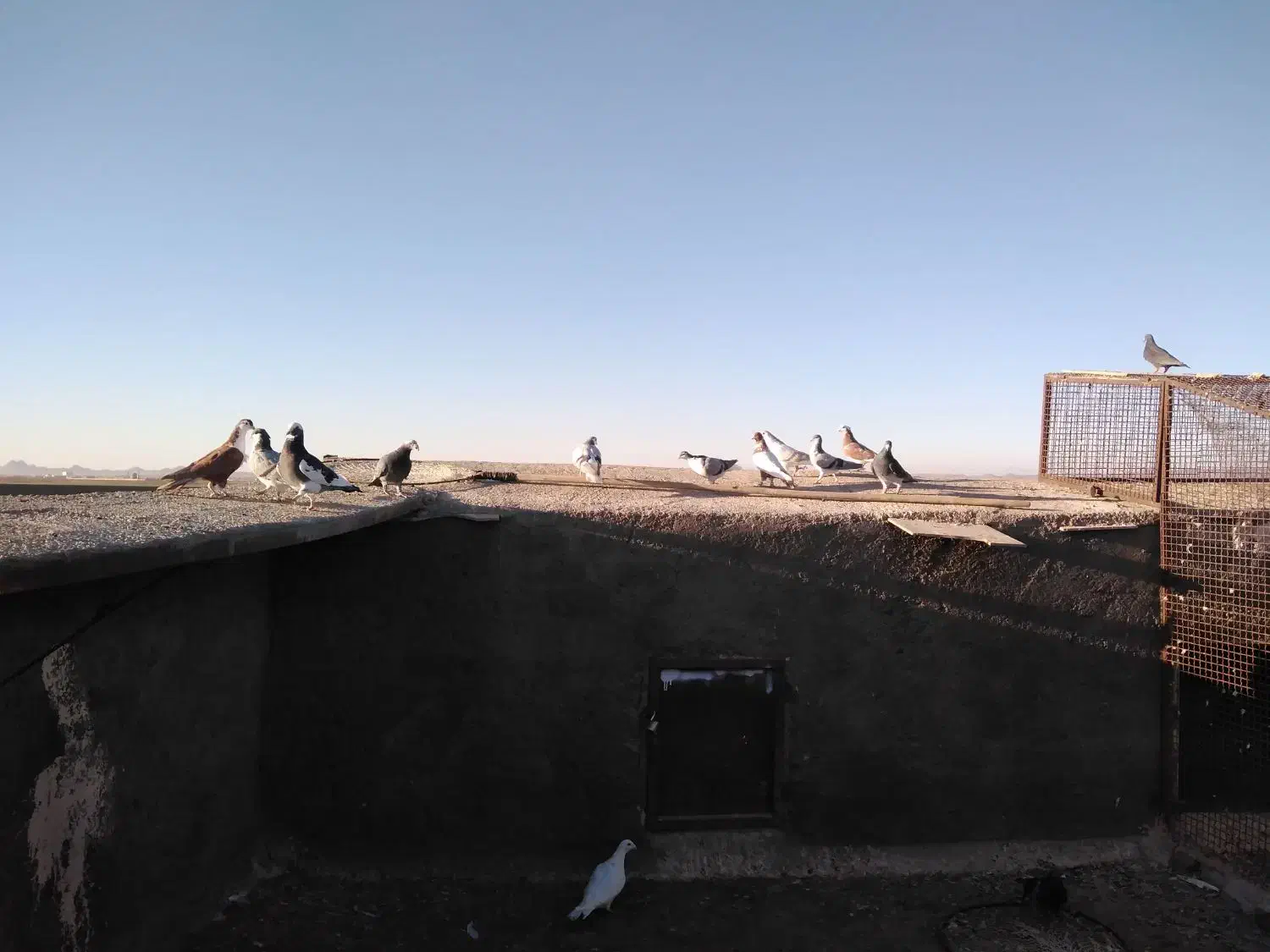 کفتر برشی|پرنده|جلگه رخ, |دیوار