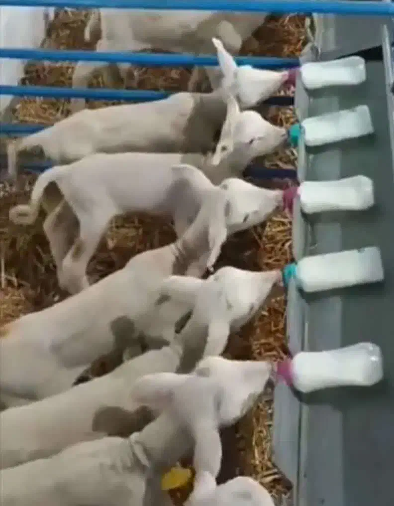 بره لاکن از قطع شیر تا پا پروار|حیوانات مزرعه|آبعلی, |دیوار