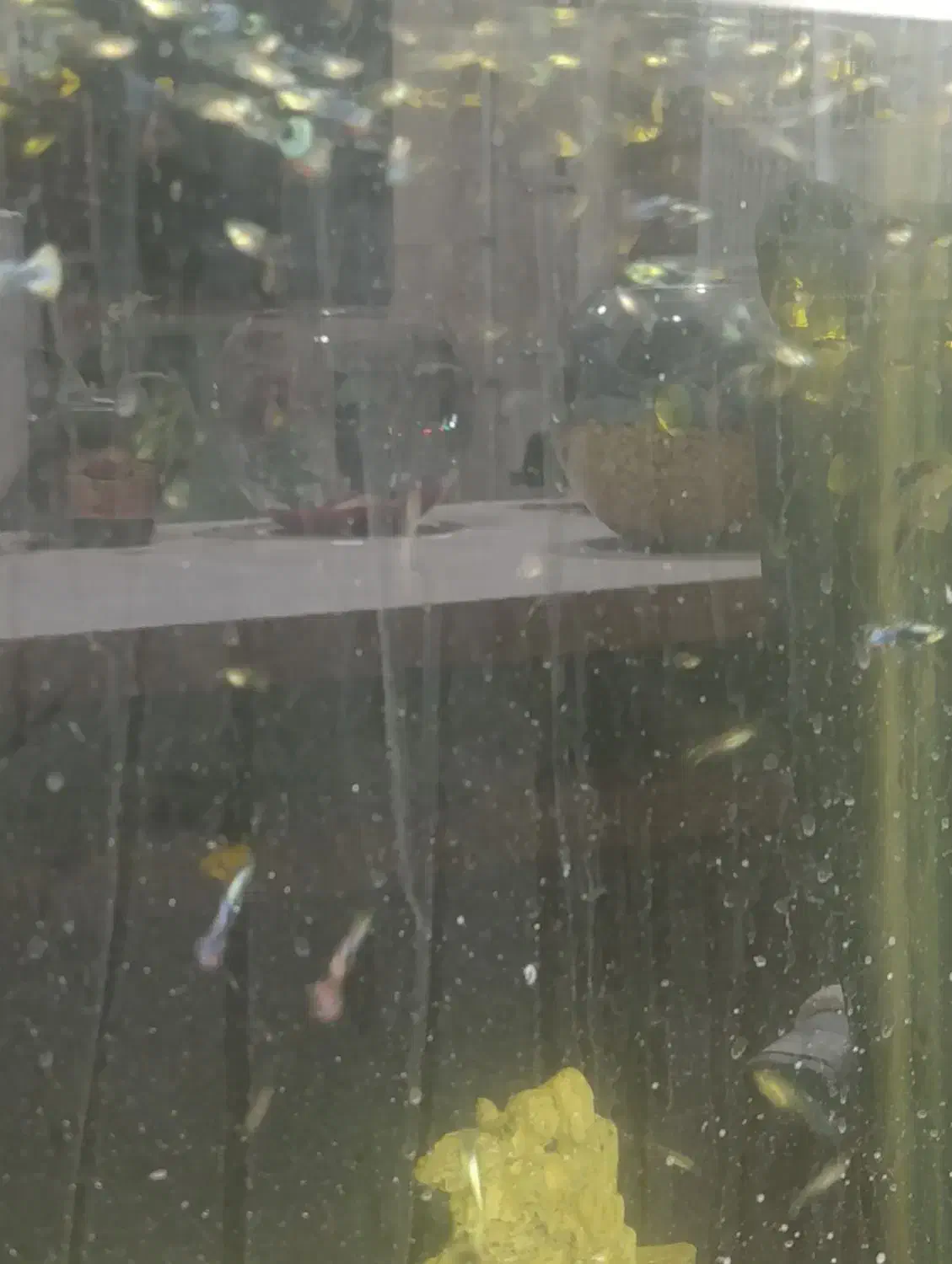 آکواریوم چینی شیشه خم کارخانه|ماهی|مشهد, شهرک بهارستان|دیوار