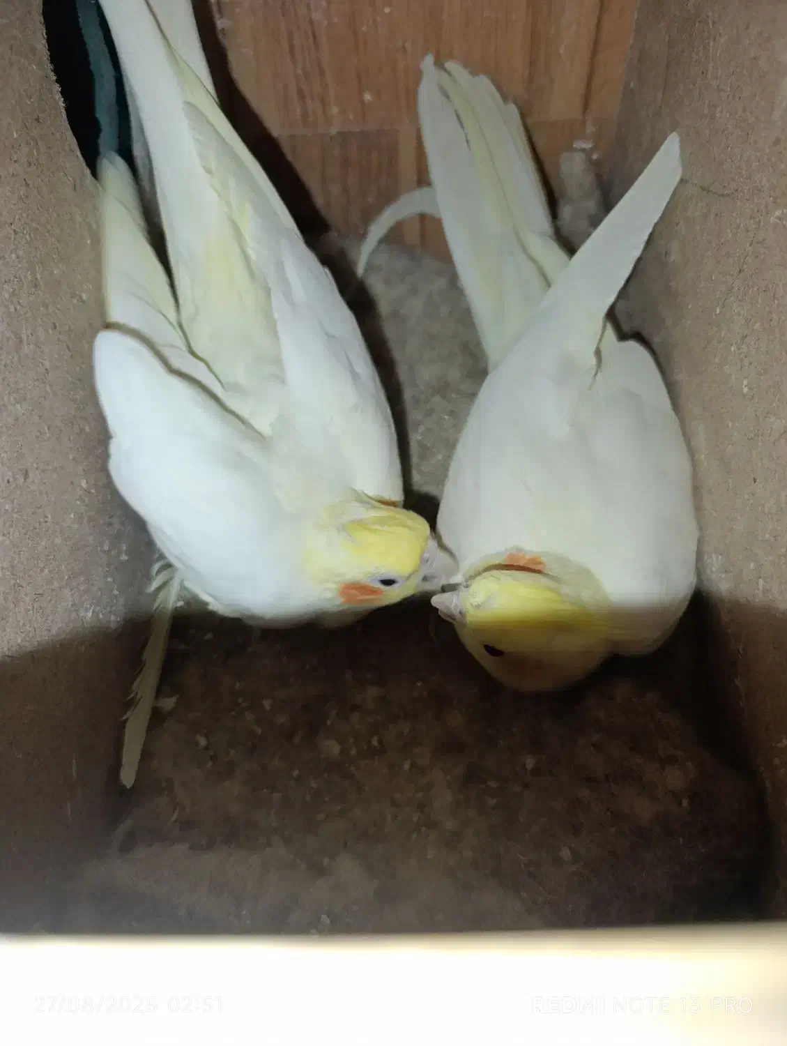 عروس هلندی|پرنده|تربت جام, جامرود|دیوار