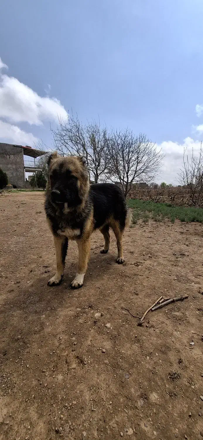 سگگ|سگ|تاکستان, |دیوار