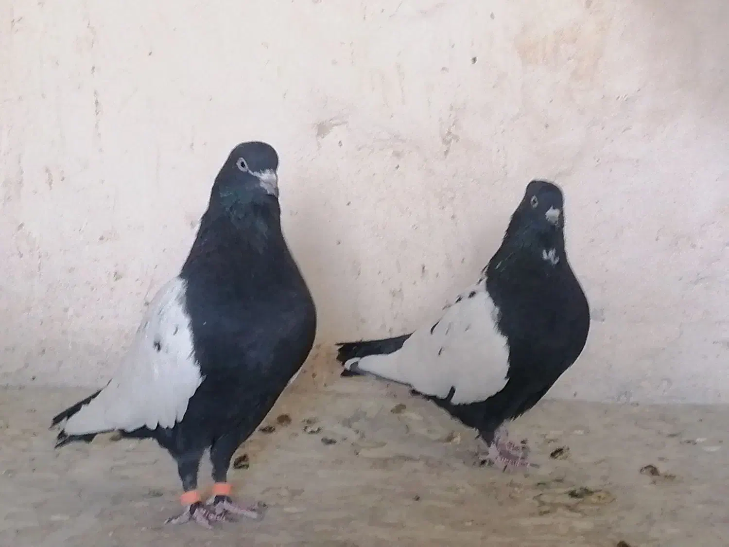 جفت سینه سیاه|پرنده|کرمان, |دیوار