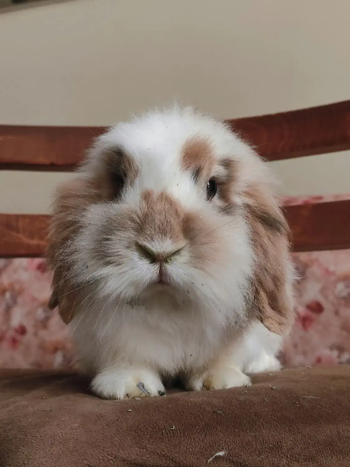 واگذاری رایگان دو عدد خرگوش لوپ|موش و خرگوش|کرج, گلشهر|دیوار