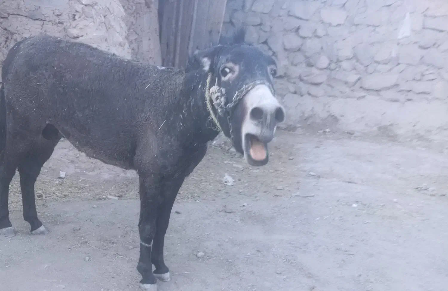 الاغنر|حیوانات مزرعه|فلارد, |دیوار