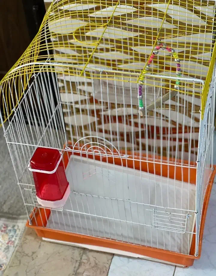 طوطی برزیلی باقفس|پرنده|شاهدشهر, |دیوار