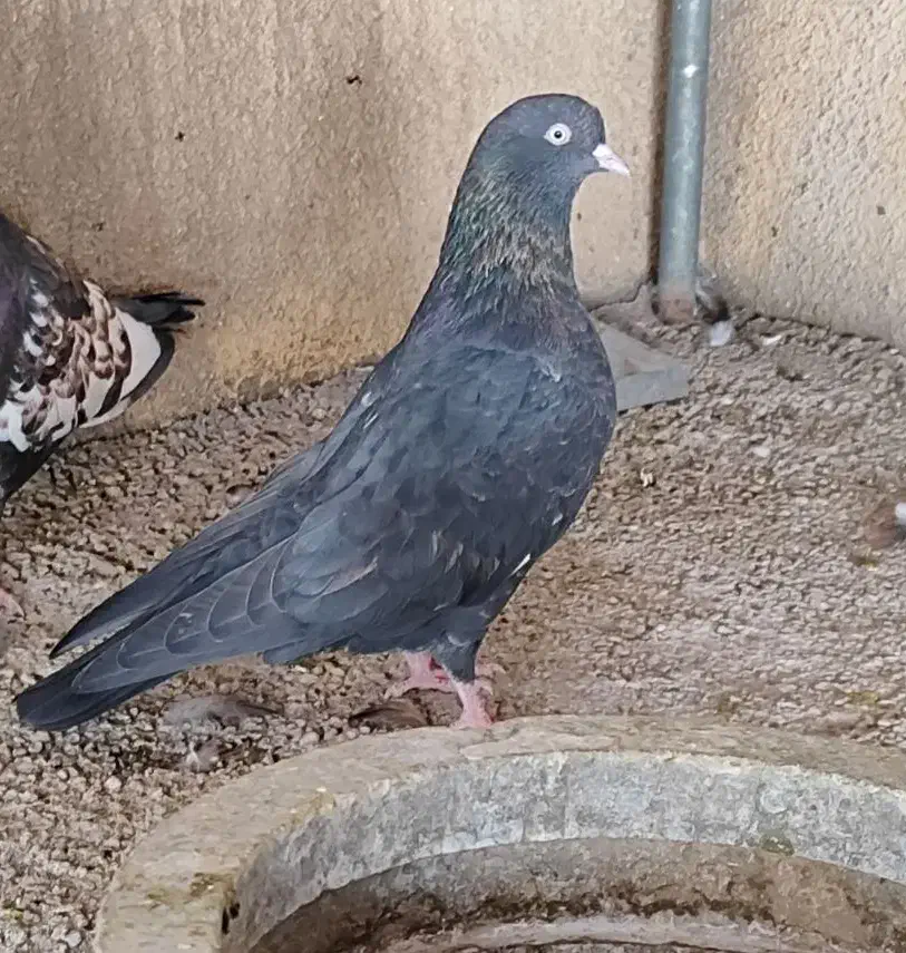 جفت کله ای برنجی ماده|پرنده|اهواز, ۲۴ متری|دیوار