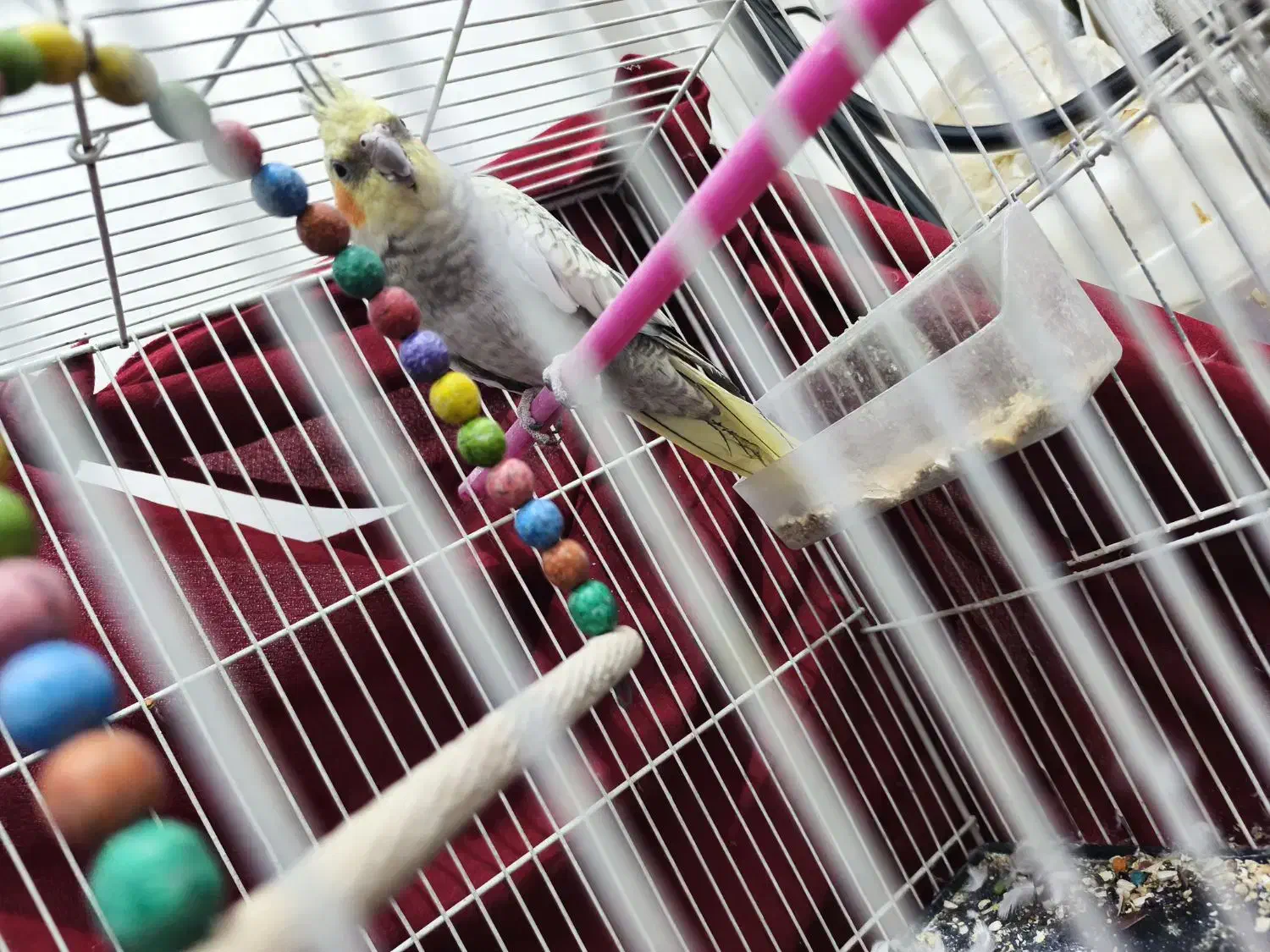 عروس هلندی ماده|پرنده|مشهد, رده|دیوار