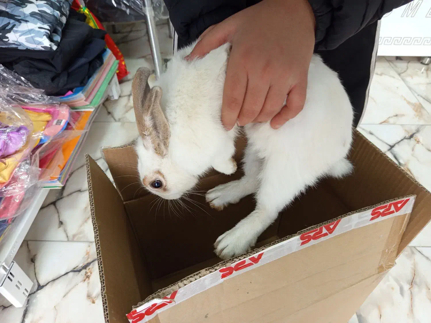 خرگوش|موش و خرگوش|سنندج, |دیوار