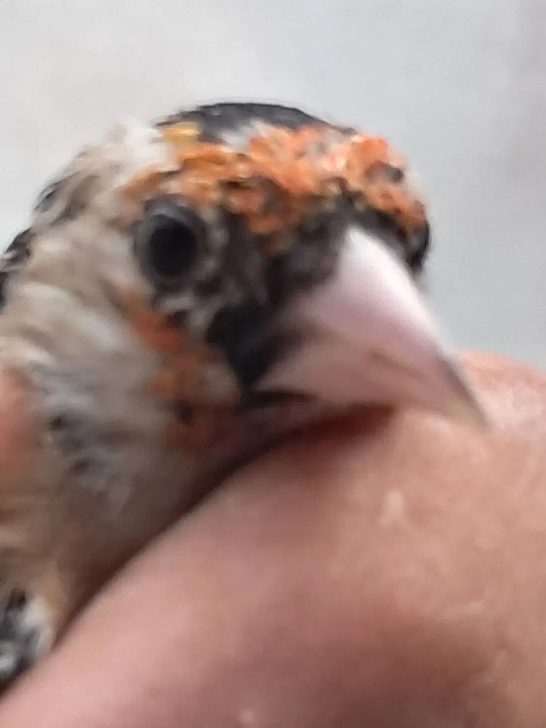 ۶عدد سهره نر جونه|پرنده|بروجرد, |دیوار