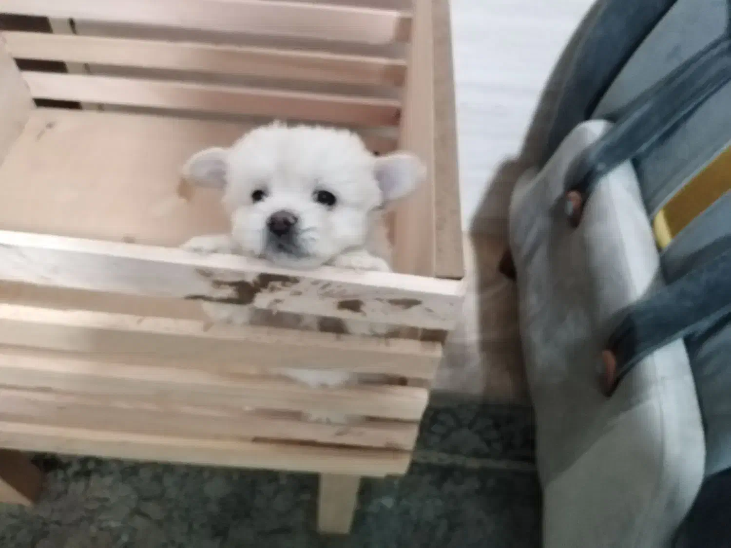 سگ سایز ریز و خوشکل|سگ|شیراز, حافظیه|دیوار