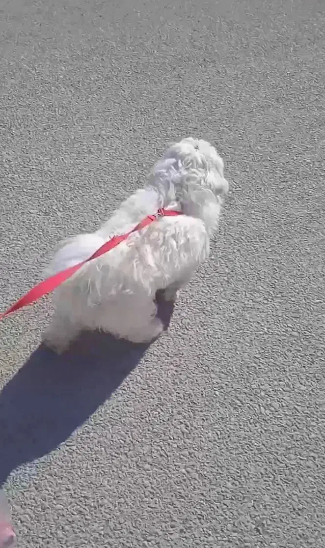 واگذاری سگ|سگ|مسجد سلیمان, |دیوار