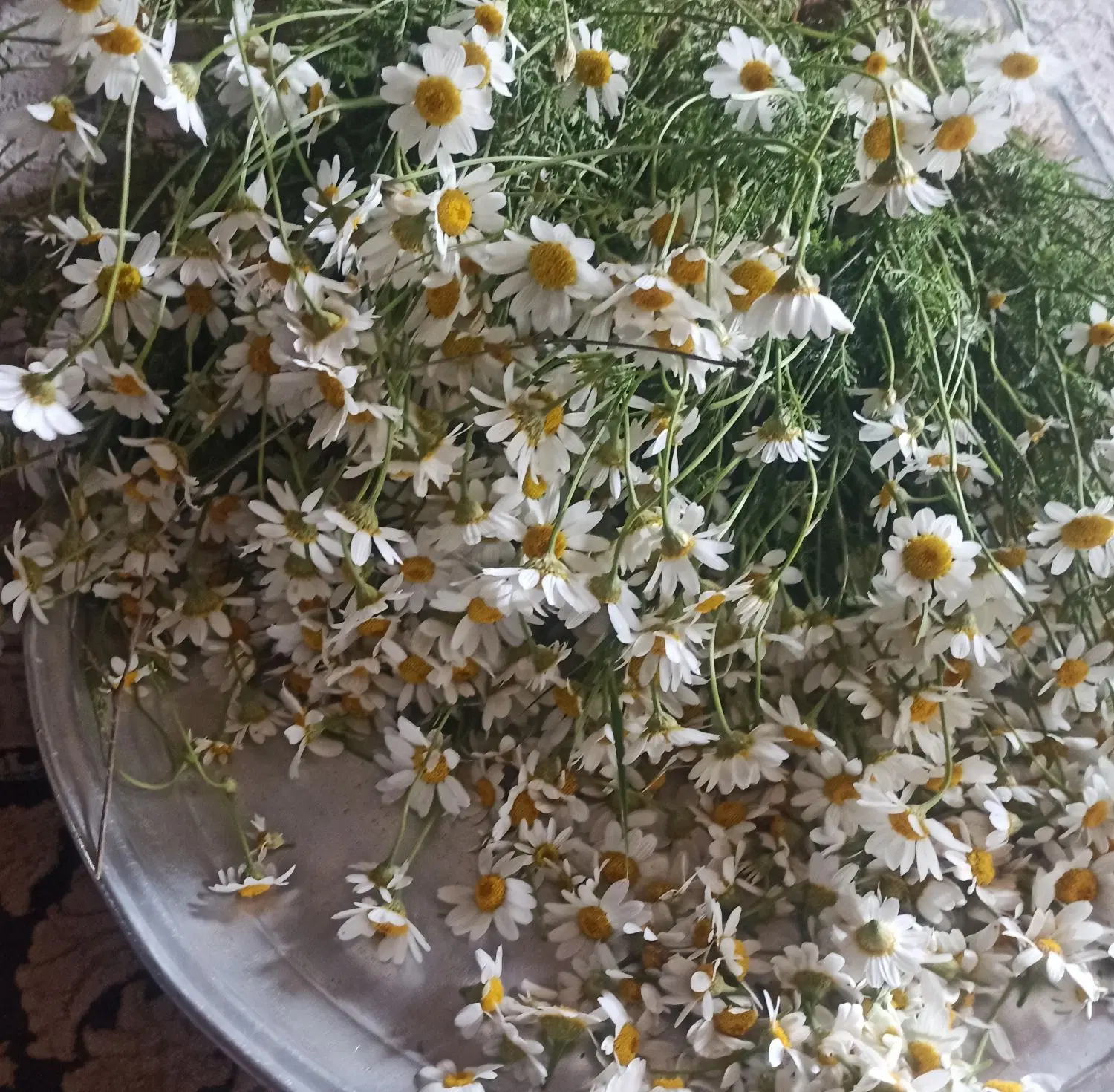 بابونه|گل و گیاه طبیعی|پاوه, |دیوار