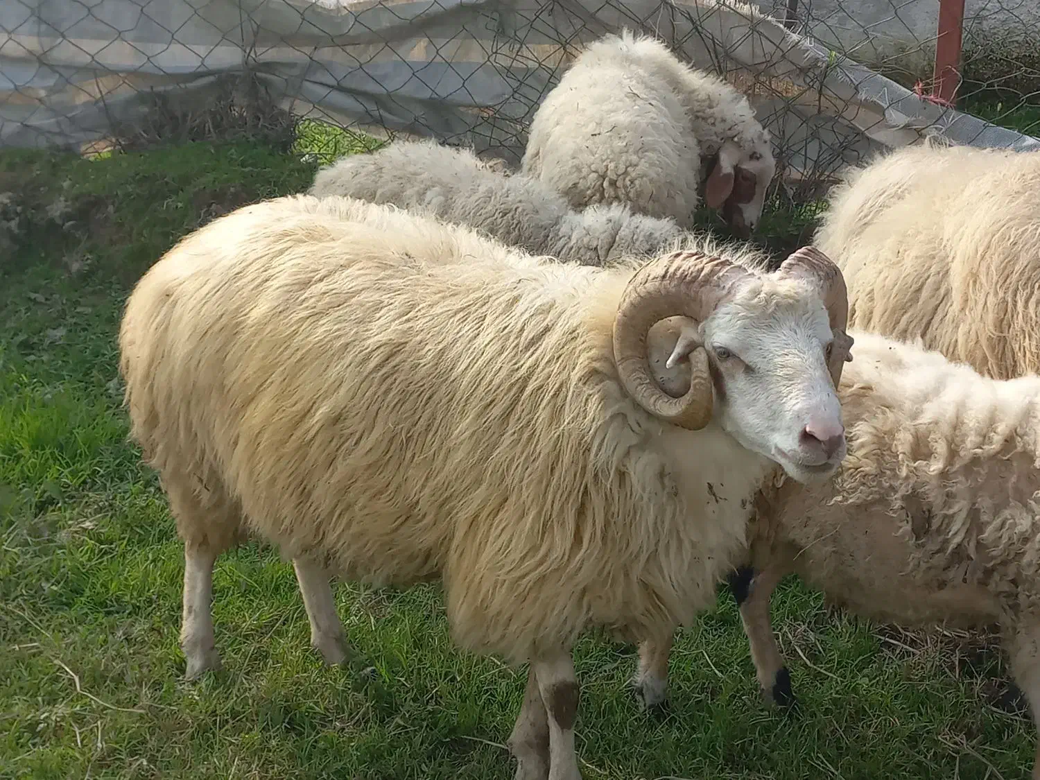 گوسفند نر|حیوانات مزرعه|احمدسرگوراب, |دیوار