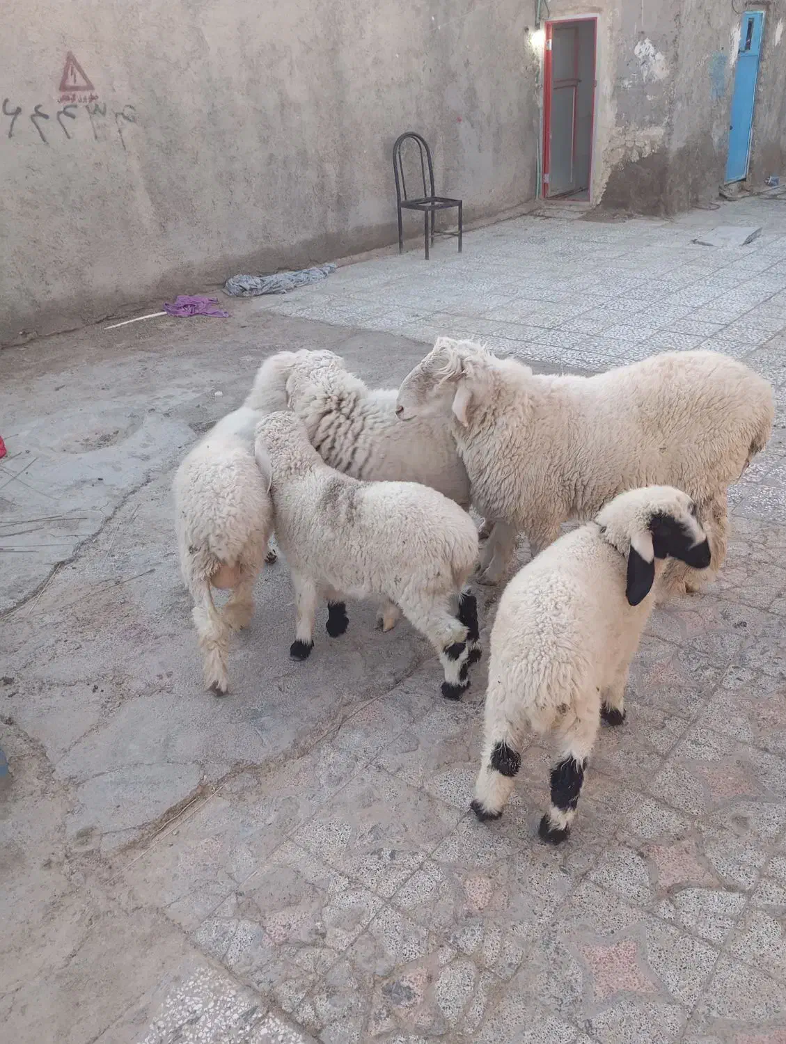 چند دونه گوسفند مالداری|حیوانات مزرعه|زهک, |دیوار