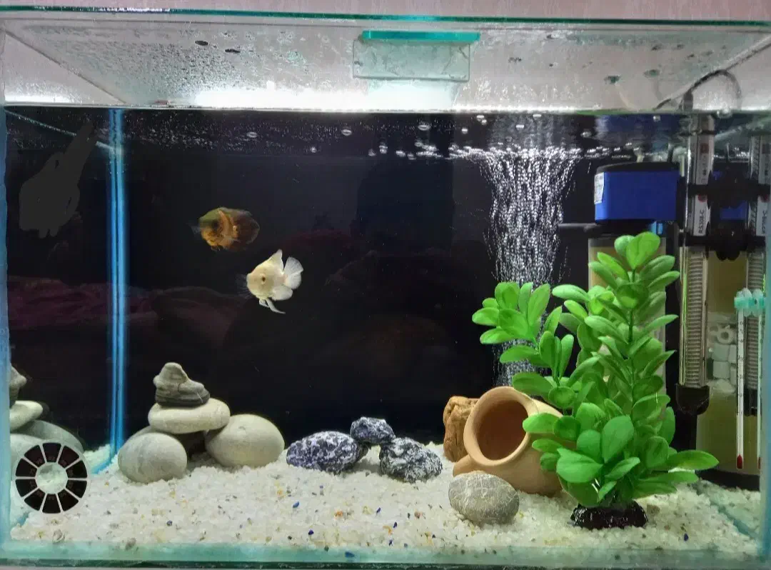 آکواریوم|ماهی|کرمانشاه, |دیوار