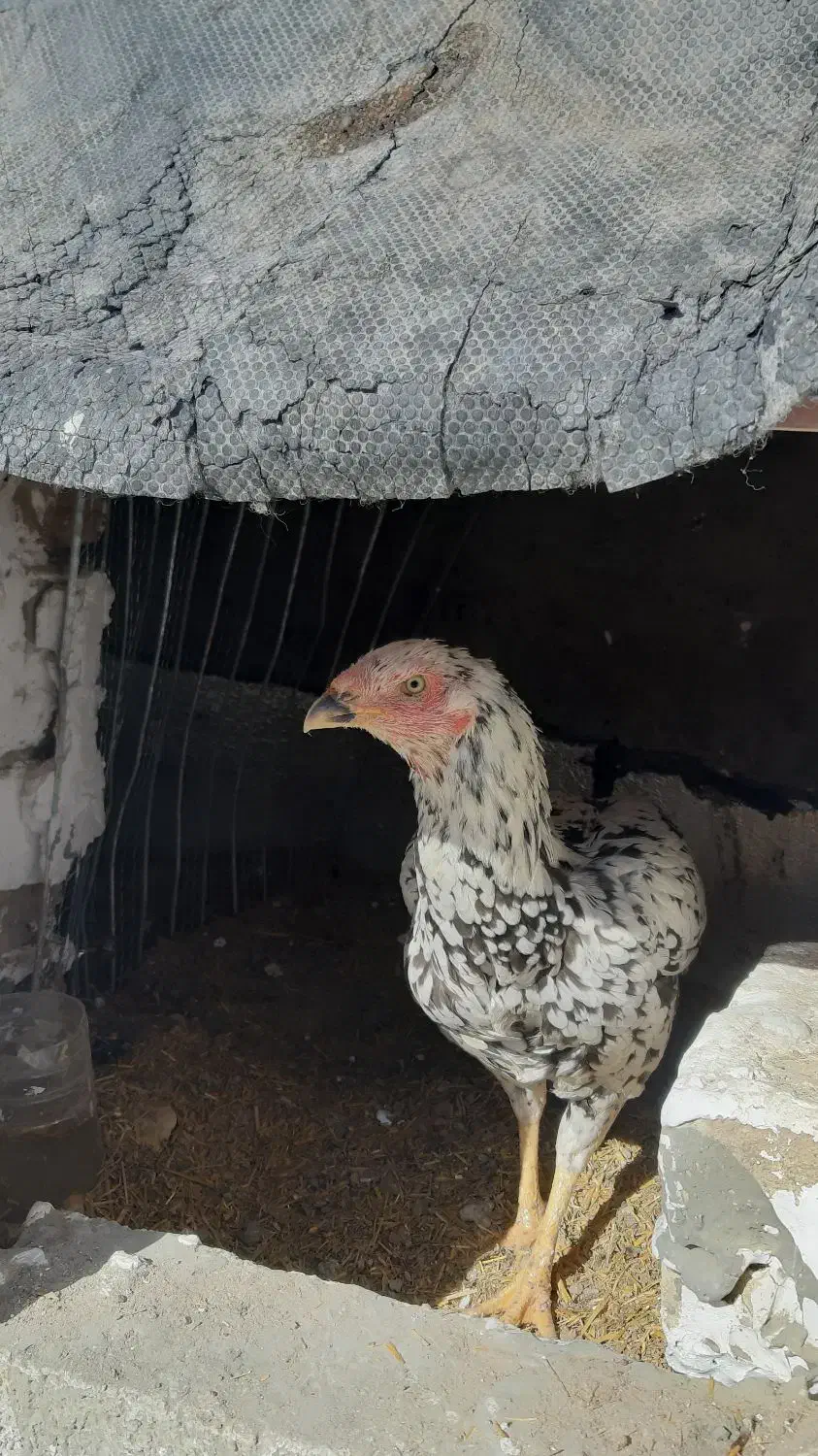 مرغ لاری|حیوانات مزرعه|سیرجان, |دیوار