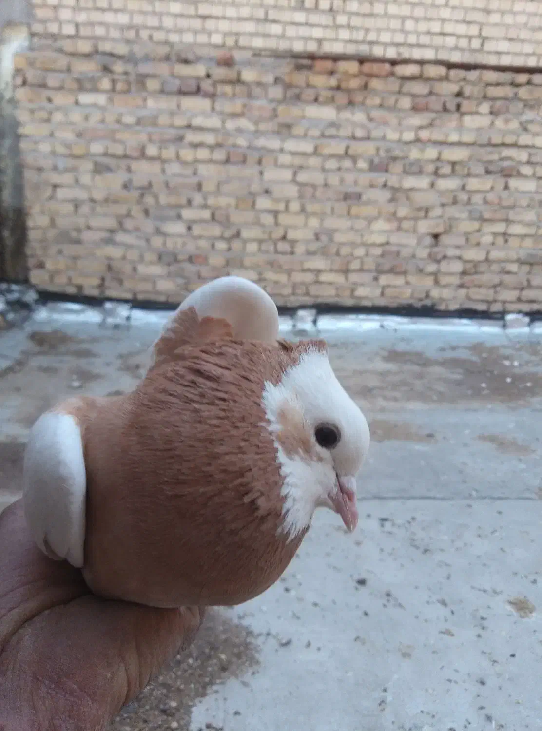 کبوتر|پرنده|مرودشت, ثبت احوال|دیوار