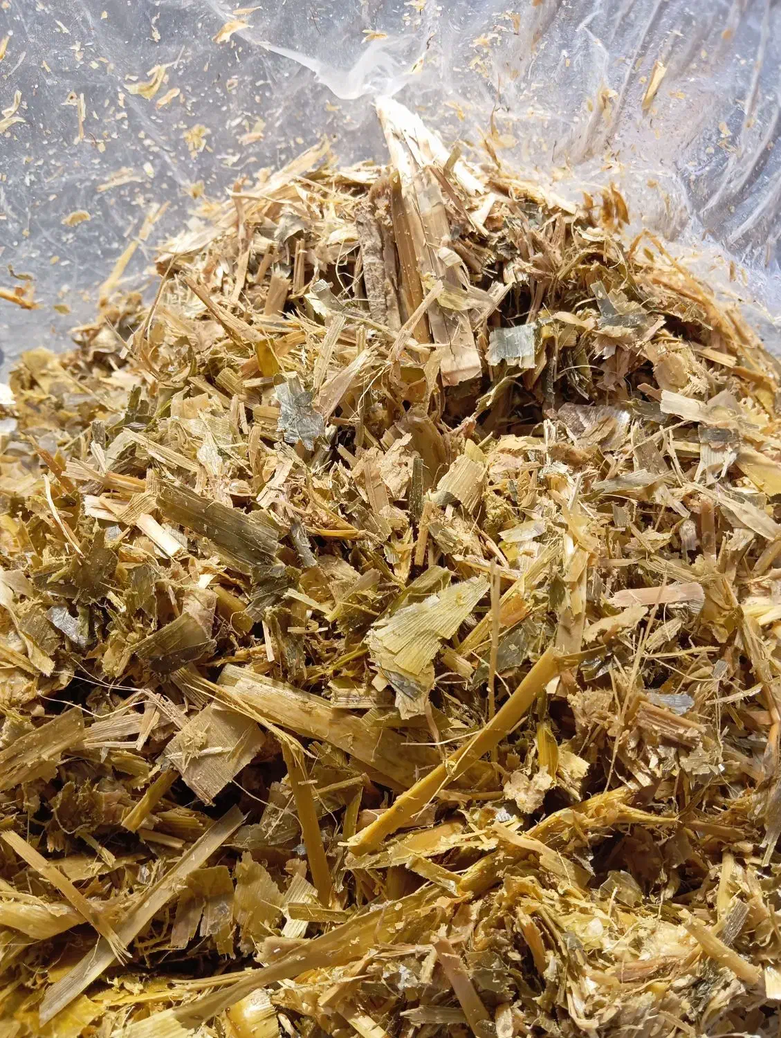 زرت|لوازم جانبی حیوانات|سجاس رود, |دیوار