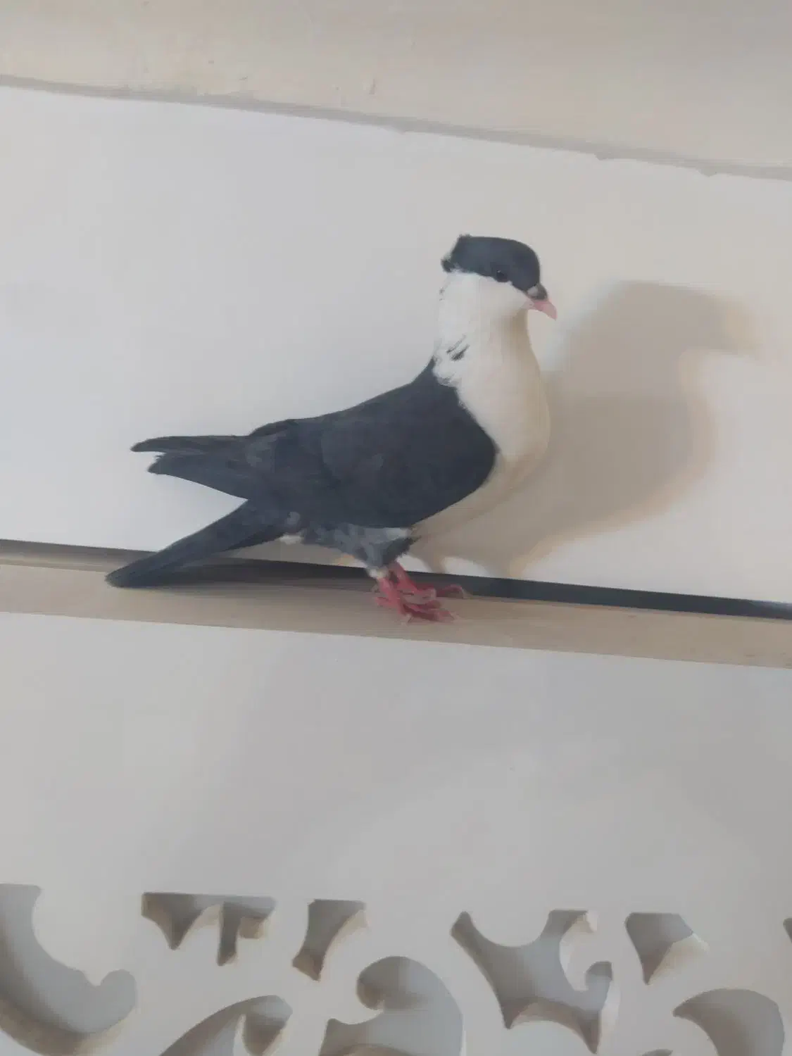 کفتر نقش روی هم لنگی 200 مفت|پرنده|طبس, |دیوار