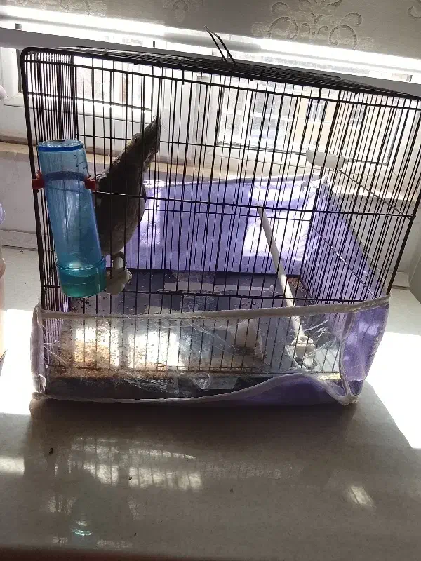 عروس هلندی|پرنده|اردبیل, |دیوار