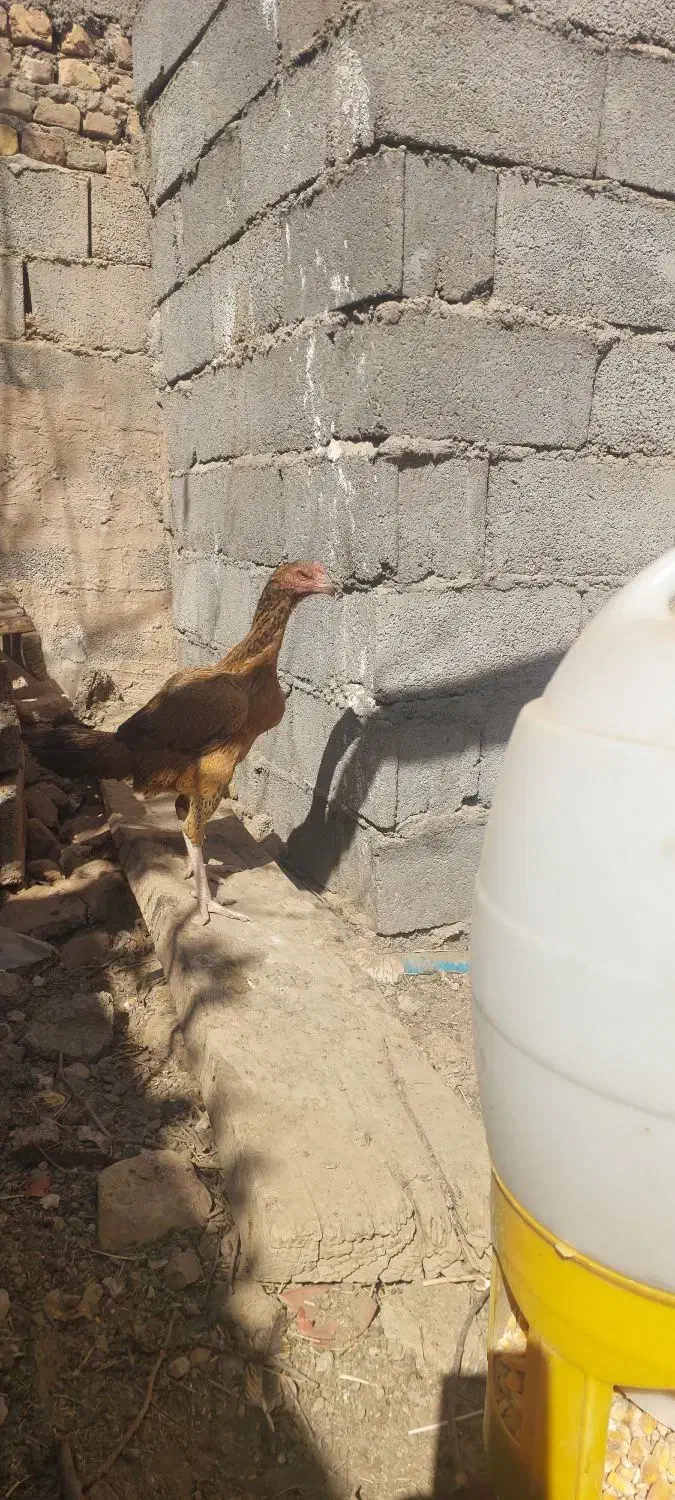 جوجه مرغ لاری|حیوانات مزرعه|سیرجان, |دیوار