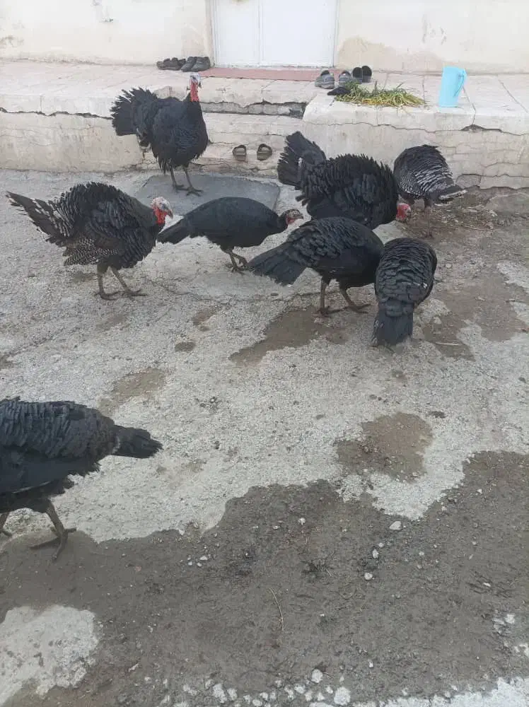 ۲۰ عدد بوقلمون   توافقی|حیوانات مزرعه|نوشین شهر, |دیوار