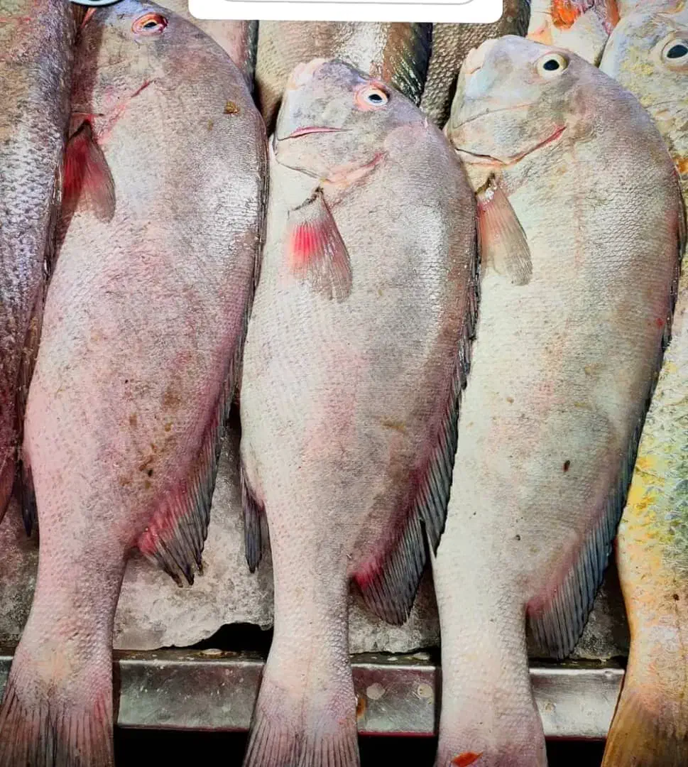 مرغ منجمد و ماهی جنوب تازه|خوردنی و آشامیدنی|نیشابور, کوی فرهنگیان|دیوار