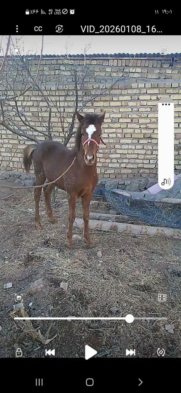 کره اسب نریان|اسب و تجهیزات اسب‌سواری|زنجان, |دیوار