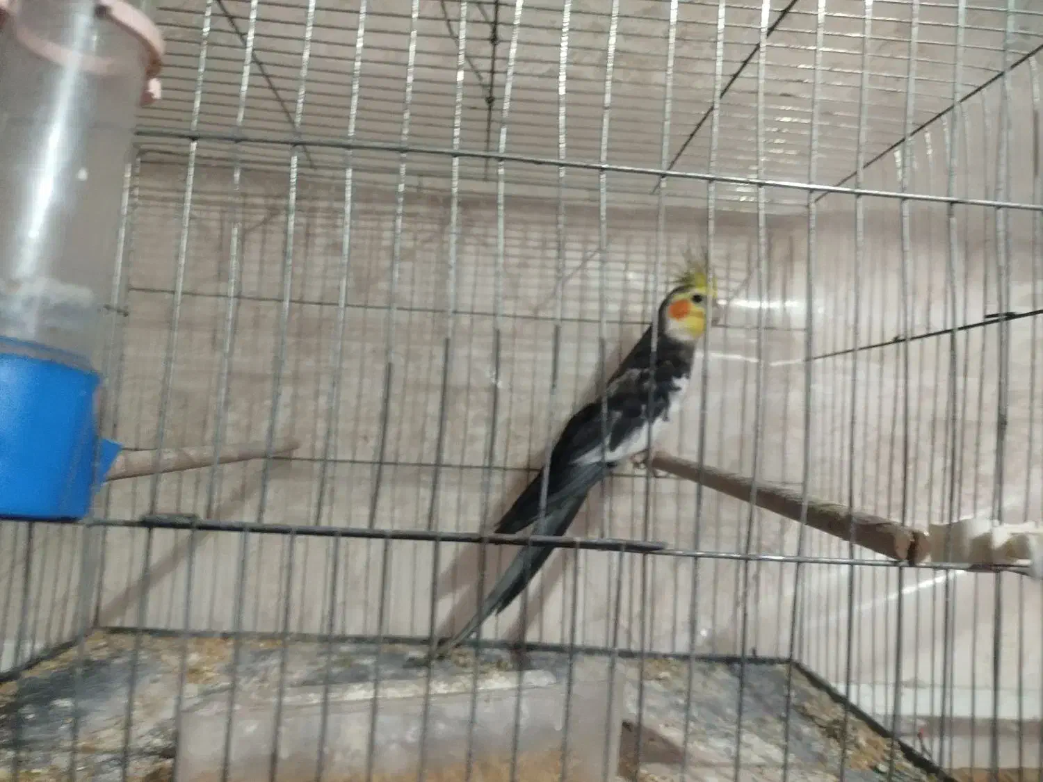 قفس|لوازم جانبی حیوانات|اهواز, امانیه|دیوار