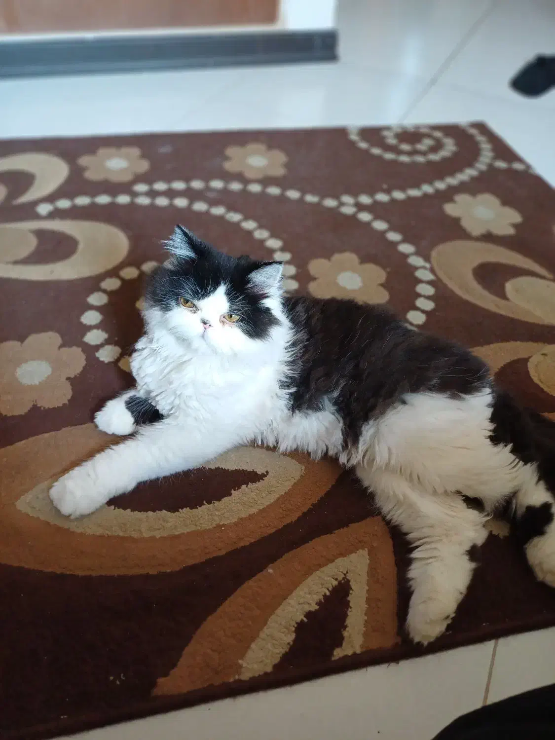 گربهی پرشین|گربه|سبزوار, عظیمیان|دیوار