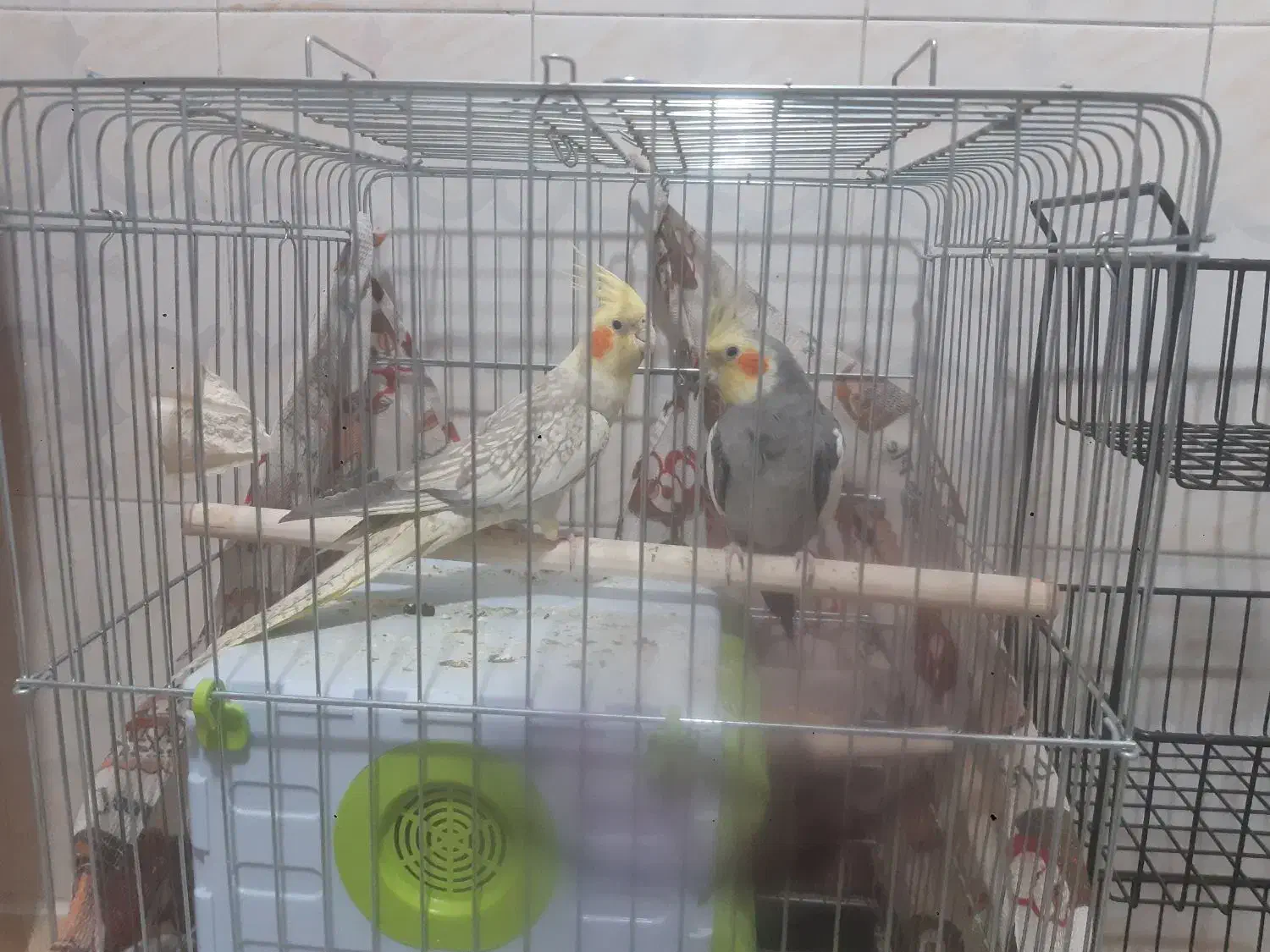 طوطی عروس بالغ|پرنده|محمدیه-قزوین, |دیوار