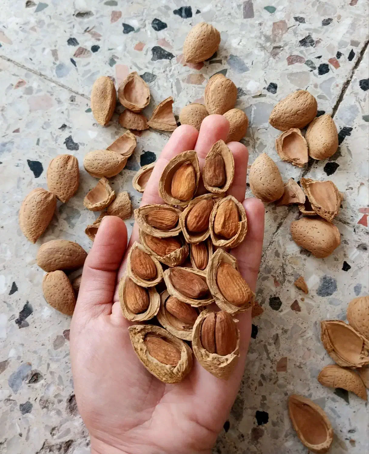 بادام سنگی *دیم* امسالی *تضمینی* ۱۰۰درصد شیرین|خوردنی و آشامیدنی|مشهد, امامیه (شهرک غرب)|دیوار