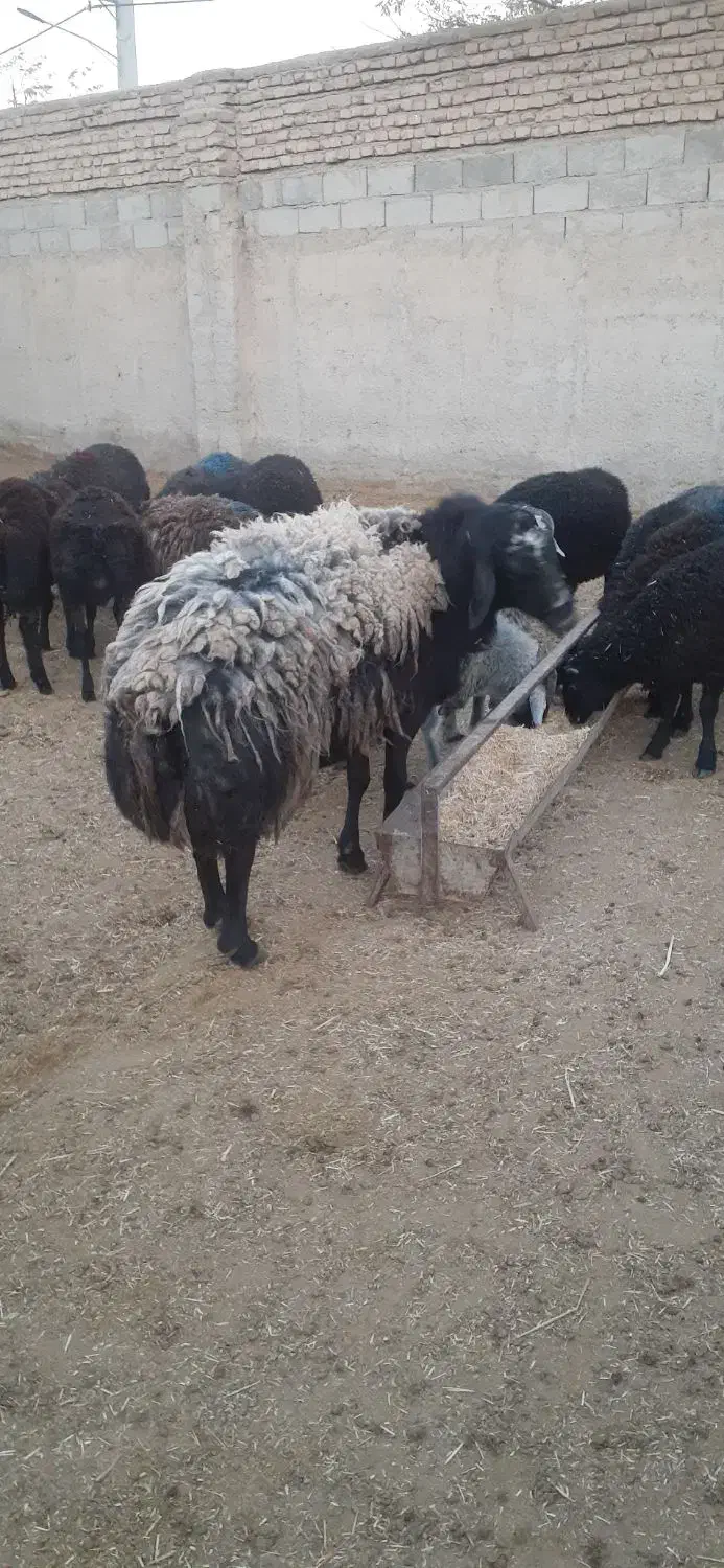 یک راس قوچ چالی چاق کار بلد|حیوانات مزرعه|پیشوا, |دیوار