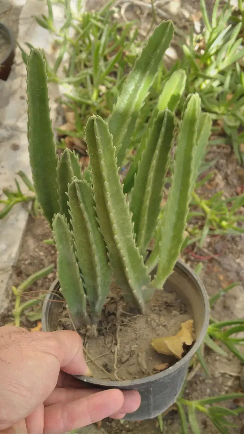 گل کاکتوس|گل و گیاه طبیعی|مشهد, هنرور|دیوار