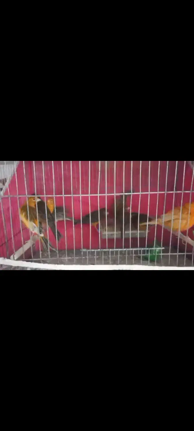 قناری|پرنده|کرمان, |دیوار