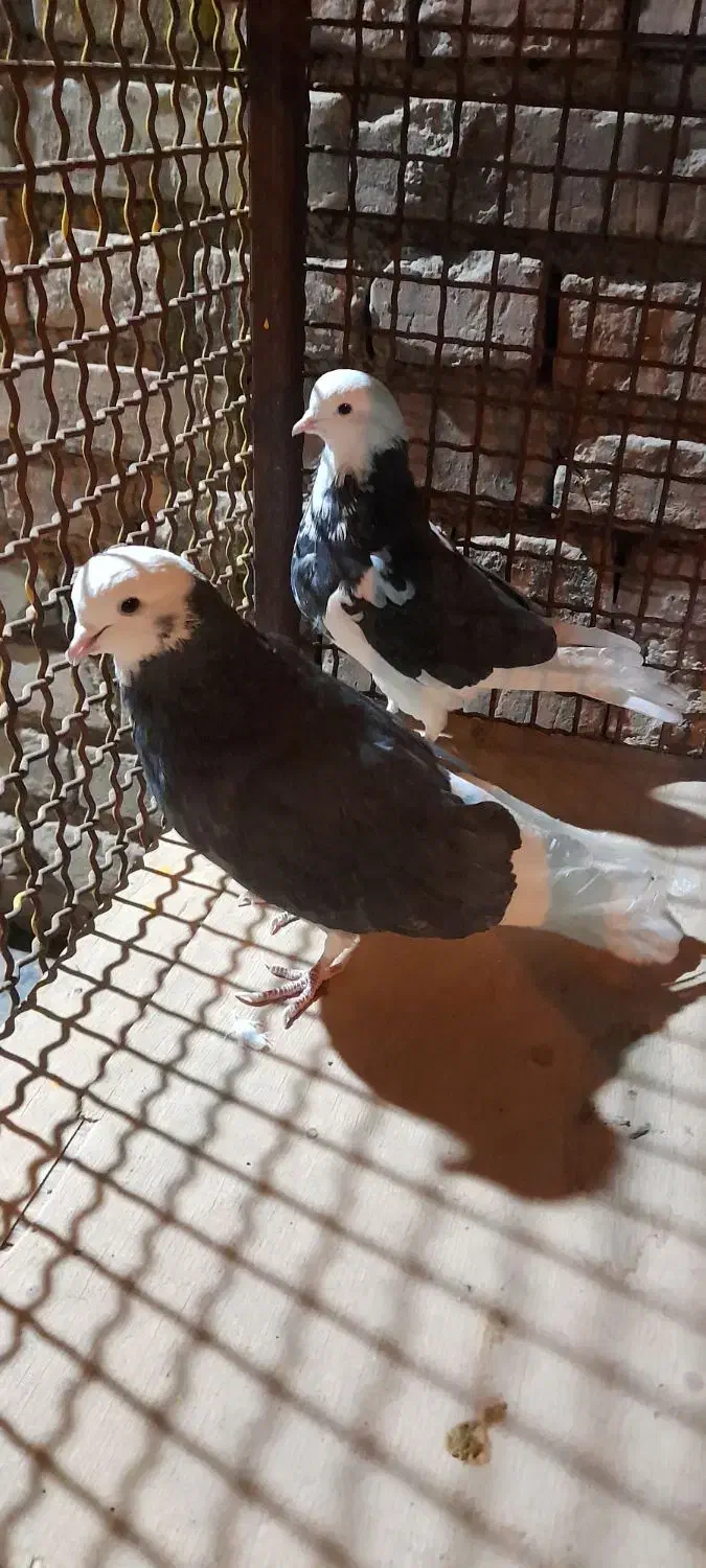 کبوتر پرشی|پرنده|بهمن, |دیوار