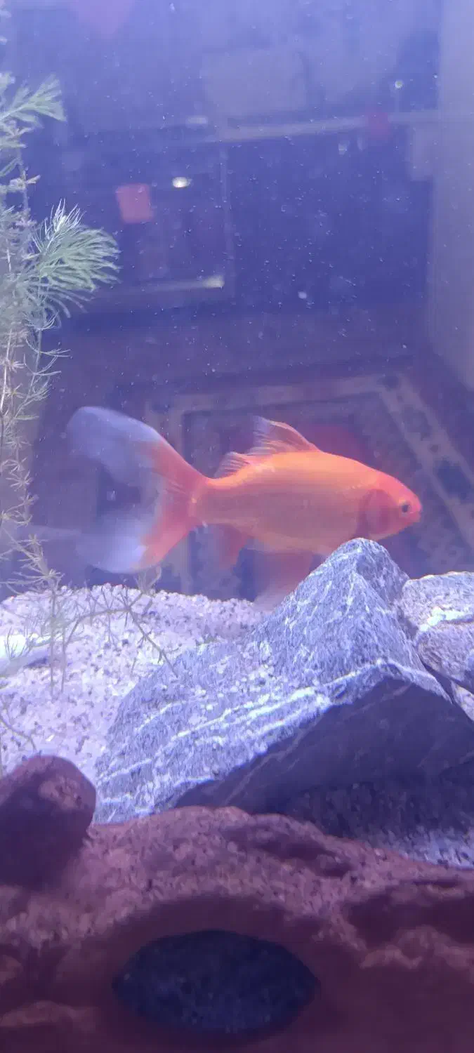 ماهی قرمز|ماهی|کرمان, |دیوار