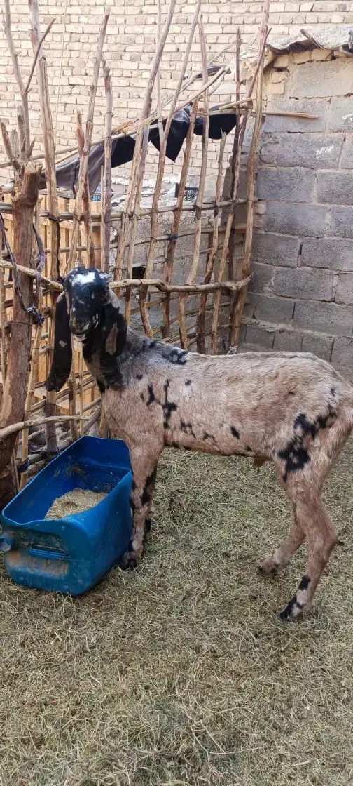 پنجاپ‌نر‌اصل|حیوانات مزرعه|سراوان, |دیوار