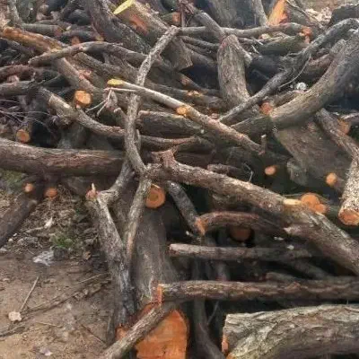 خرید و فروش انواع چوب|خدمات باغبانی و درختکاری|خرم‌آباد, |دیوار