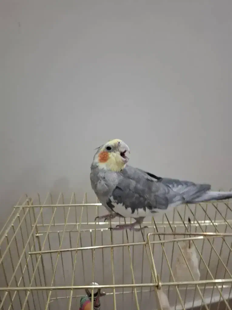 عروس هلندی نر مست|پرنده|تهران, کرمان|دیوار