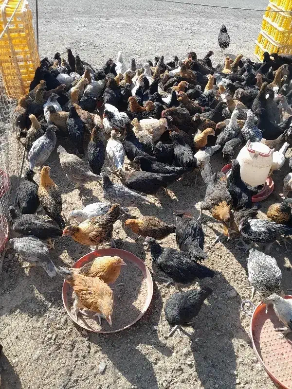 جوجه مرغ وخروس محلی|حیوانات مزرعه|سیرجان, |دیوار