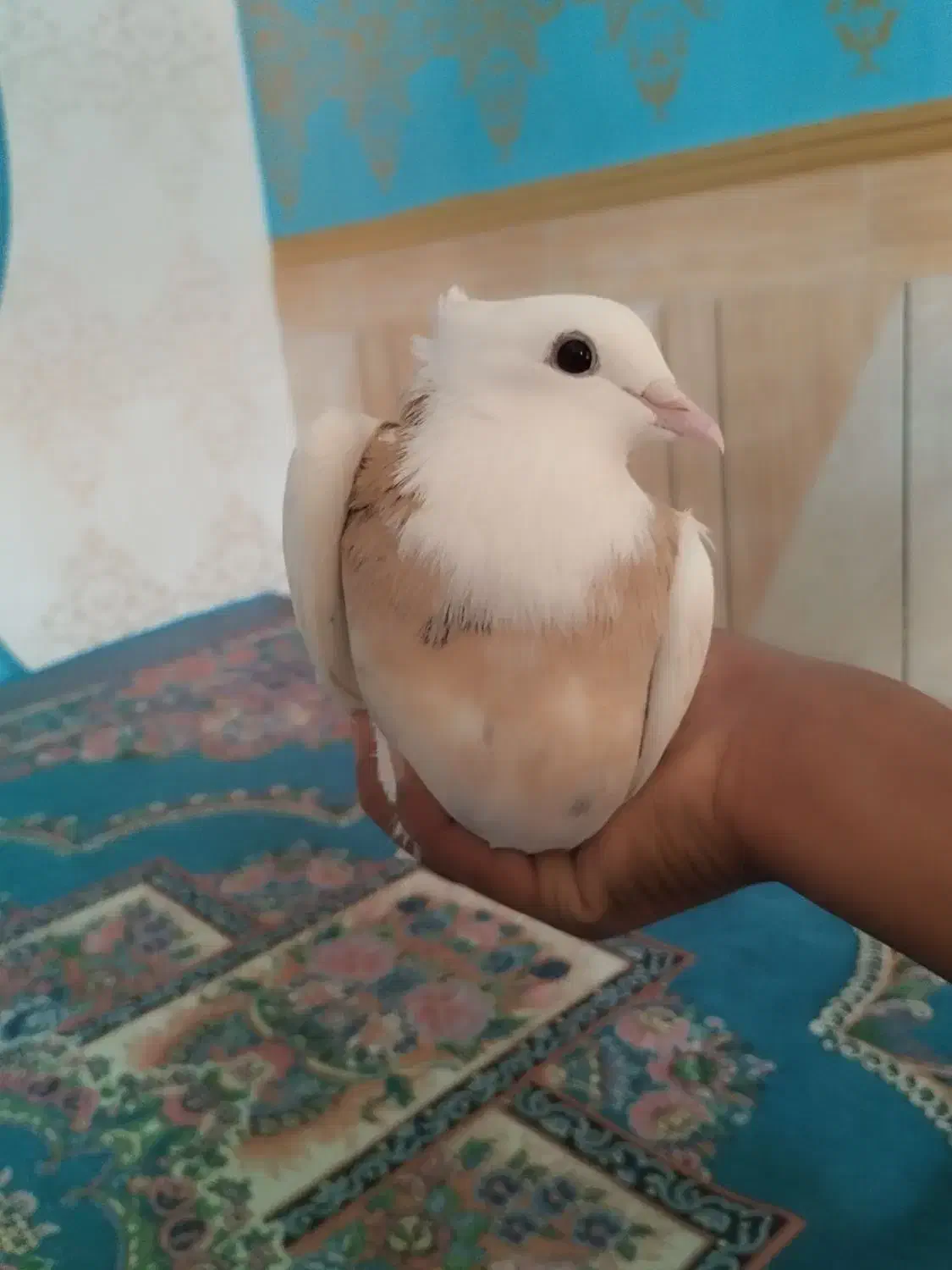 طوقی|حیوانات|اهواز, اهواز|دیوار