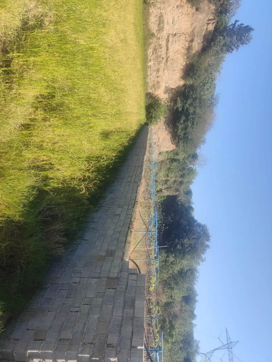 ۴۰۹۰ متر باغ کیوی با درختان سه ساله|فروش دفتر صنعتی، کشاورزی، تجاری|قائمشهر, |دیوار