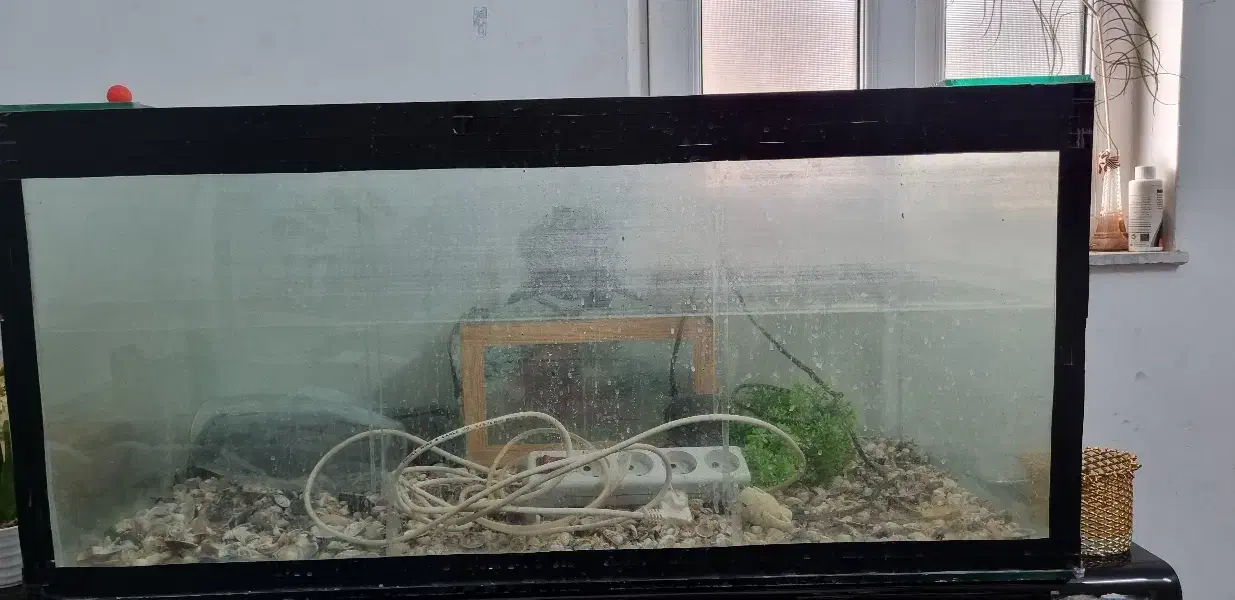 اکواریوم|ماهی|زاهدان, |دیوار