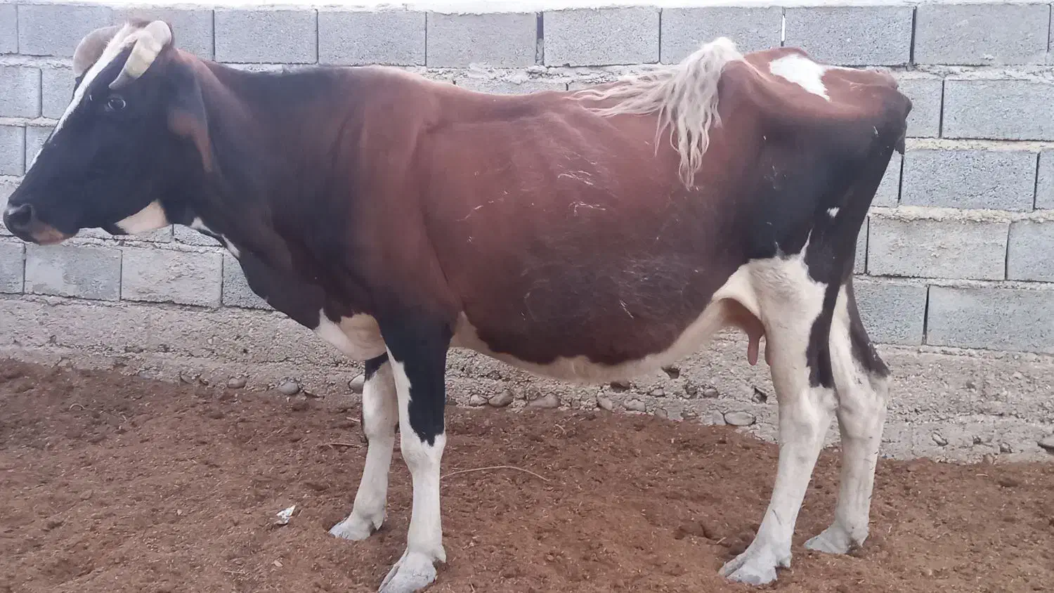 گاومحلی شیرده آرام،|حیوانات مزرعه|مراوه, |دیوار