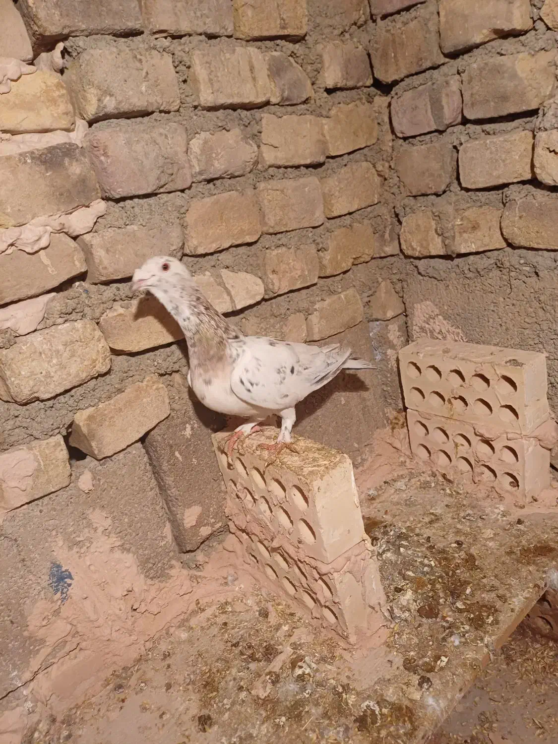 کبوتر|لوازم جانبی حیوانات|سبزوار, امیر کبیر|دیوار