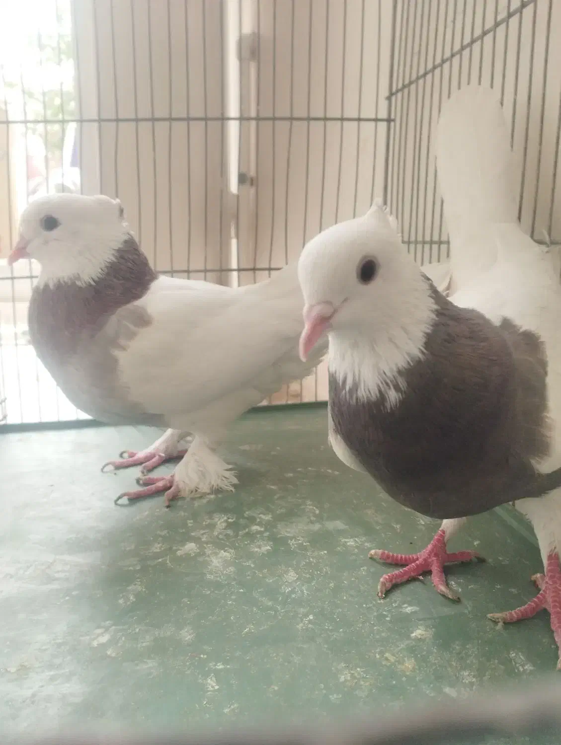 طوقی|حیوانات|قم, نخودی|دیوار